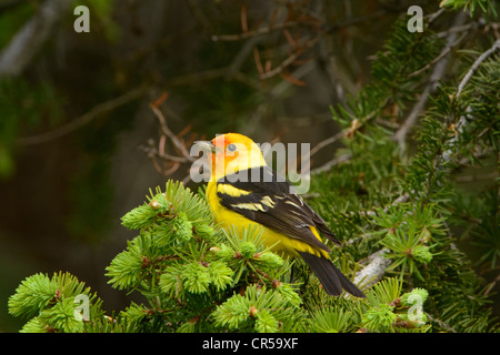 Western Tanager maschio (Piranga ludoviciana) su un ramo di pino, Western Montana Foto Stock