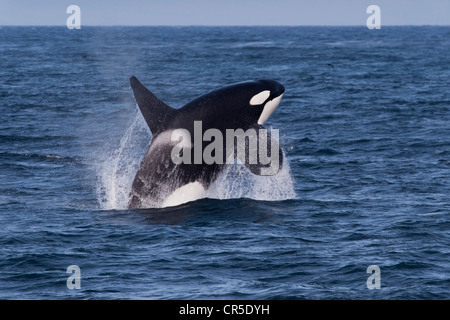 Transient Killer Whale/Orca (Orcinus orca). Grande maschio adulto violare, Monterey, California, Oceano Pacifico. Foto Stock