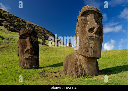 Pietra scolpita statue, incompiuto moai a Rano Raraku, il vulcano da dove i moai sono state scavate di roccia vulcanica. Isola di Pasqua. Sud Pacifico Foto Stock