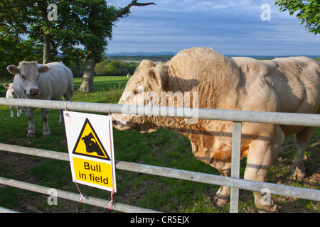 Bovini Charolais in un campo di Pembrokeshire Wales UK 128023 Bull Foto Stock