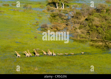 Il Botswana, Nord Ovest distretto, Okavango Delta, allevamento di giraffe e zebre (vista aerea) Foto Stock