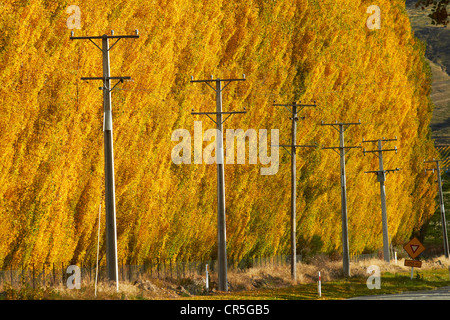 Poli di potenza e gli alberi di pioppo in autunno, Ripponvale, vicino a Cromwell di Central Otago, Isola del Sud, Nuova Zelanda Foto Stock