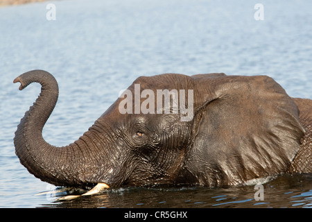 Bostwana, Chobe National Park - Chobe River, Bush africano Elefante africano (Loxodonta africana) Foto Stock