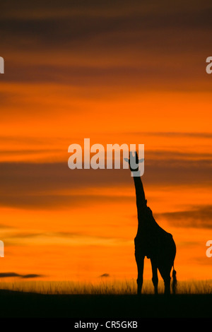 Kenia Masai Mara riserva nazionale Masai giraffe (Giraffa tippelskirchi cameleopardalis), sunrise Foto Stock