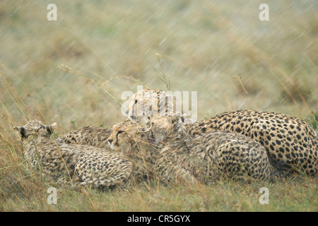 Kenia Masai Mara riserva nazionale, guepard (Acinonyx jubatus), madre e youngs sotto la pioggia Foto Stock