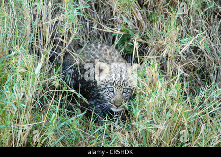 Kenia Masai Mara riserva nazionale, leopard (Panthera pardus), baia di 3 mesi di età Foto Stock