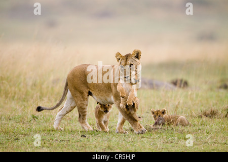 Kenia Masai Mara riserva nazionale, leonessa portando lion cubs di 2 mesi di età (Panthera leo) Foto Stock