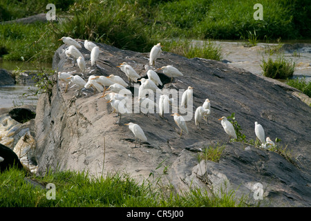 Kenia Masai Mara riserva nazionale, Airone guardabuoi (Bubulcus ibis ibis) Foto Stock