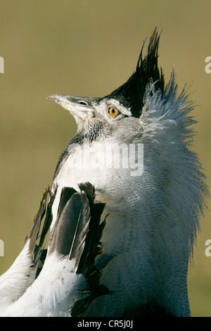 Kenia Masai Mara riserva nazionale, Kori Bustard (Ardeotis kori struthiunculus), sfilando maschio Foto Stock