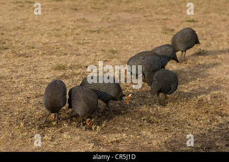 Kenia Masai Mara riserva nazionale, Helmeted Faraone (Numida meleagris) Foto Stock