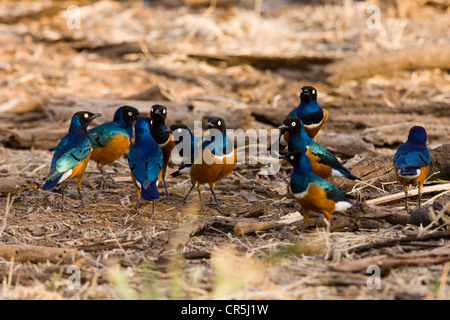 Kenya, Samburu riserva nazionale, superba Starling (Lamprotornis superbus) Foto Stock