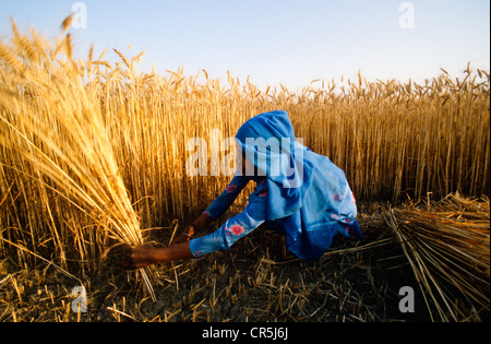 Ragazza di fattoria di colture di taglio a mano, Kurukshetra, Haryana, India, Asia Foto Stock