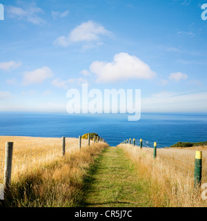 Estate, e un percorso attraverso il golden erbe al mare, sotto un bel cielo blu. Dunedin, Nuova Zelanda Foto Stock