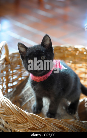 Funny little kitten guardando avviso della fotocamera Foto Stock