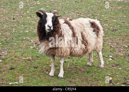 Jacob Sheep at the Woodlands Family Theme Park, Totnes, Devon , Inghilterra, Regno Unito. Foto Stock