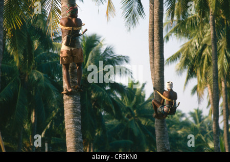 Man Picking noci di cocco, Kalipatanam, Andhra Pradesh, India, Asia Foto Stock