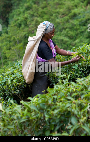 Il Tamil raccoglitrice di tè, Haputale, uva, Sri Lanka Foto Stock