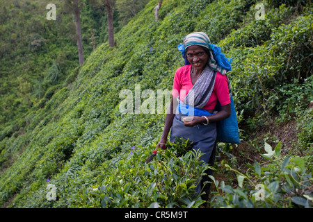 Il Tamil raccoglitrice di tè, Haputale, uva, Sri Lanka Foto Stock