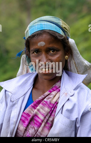 Il Tamil raccoglitrice di tè, Haputale, uva, Sri Lanka Foto Stock