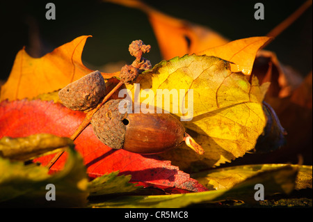 Germinando acorn giacente su foglie di autunno Foto Stock