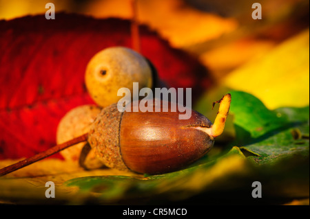 Germinando acorn nella foresta Foto Stock