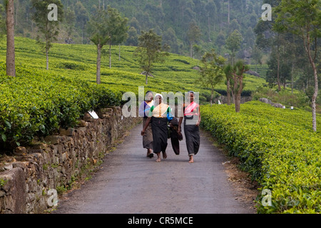 Tamil raccoglitori di tè sulla strada di Lipton della Seat, Dambatenne, uva, Sri Lanka Foto Stock