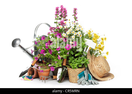 Utensili da giardinaggio e fiori isolati su bianco. Foto Stock