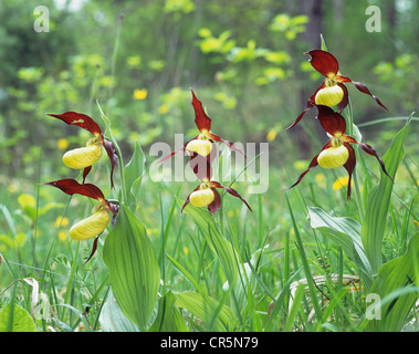 Lady's-slipper orchid (Cypripedium calceolus, Turingia), Germania, Europa Foto Stock