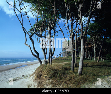L'incontaminata foresta Darsswald sul Mar Baltico, western beach, Darss penisola, la Pomerania occidentale Area Laguna Parco Nazionale Foto Stock