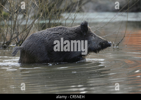 Il cinghiale (Sus scrofa), in piedi in acqua, captive, Renania settentrionale-Vestfalia, Germania, Europa Foto Stock