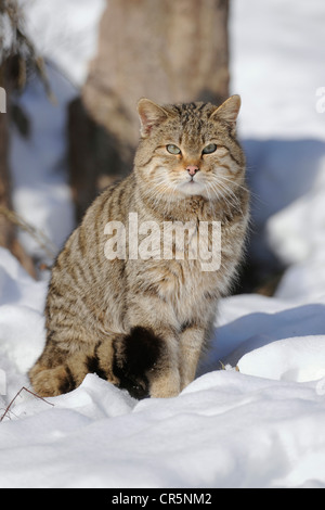 Gatto selvatico (Felis silvestris), maschio, Tomcat, nella neve, contenitore, captive, Turingia, Germania, Europa Foto Stock