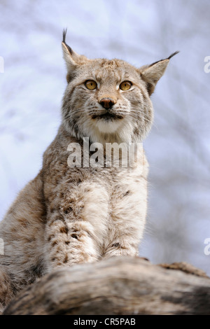 (Lynx Lynx lynx), Tierpark Suhl zoo, Turingia, Germania, Europa Foto Stock