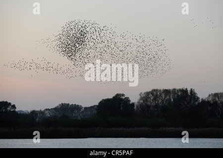 Stormo di storni (Sturnus vulgaris) volare oltre la loro zona notte accanto ad un laghetto, Turingia, Germania, Europa Foto Stock