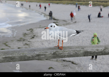 A testa nera (gabbiano Larus ridibundus) in inverno plummage, seduto sulla ringhiera del molo di Prerow, con imags sfocata del Foto Stock