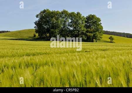 Gruppo di alberi in un campo di orzo (Hordeum vulgare) con un cielo blu, Turingia, Germania, Europa Foto Stock