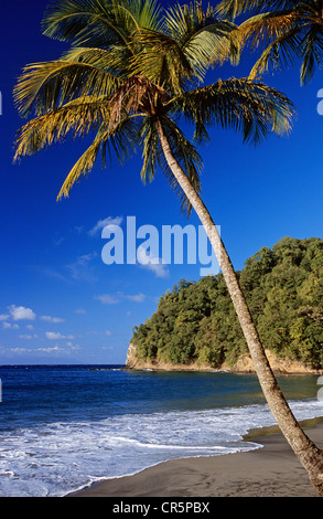 Francia, Martinica (Indie occidentali francesi), Anse Couleuvre Foto Stock