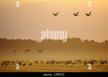 Appoggio e battenti gru (grus grus) all'alba con nebbia di mattina, Guenzer Lago, Bodden paesaggio del Parco Nazionale Foto Stock