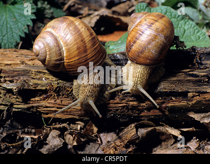 Lumache di vigna (Helix pomatia), Germania, Europa Foto Stock