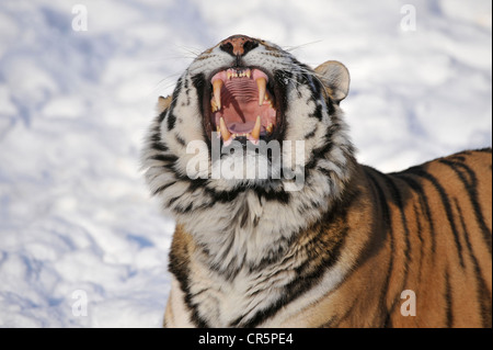 Tigre Siberiana (Panthera tigris altaica), sbadigli, che mostra i suoi denti, nella neve, zoo, Germania, Europa Foto Stock