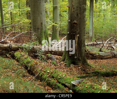 Vecchio faggio (Fagus sylvatica) alberi e legno morto, Patrimonio Mondiale UNESCO Parco Nazionale di Hainich, vicino a Eisenach, Turingia Foto Stock