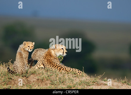 Ghepardi (Acinonyx jubatus), femmina adulta e cub Masai Mara, Kenya, Africa Foto Stock