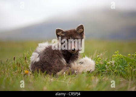 Arctic Fox (Alopex lagopus), a ovest di fiordi, Islanda, Europa Foto Stock