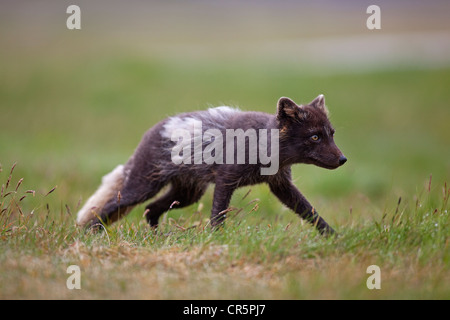 Arctic Fox (Alopex lagopus), a ovest di fiordi, Islanda, Europa Foto Stock