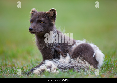 Arctic Fox (Alopex lagopus), a ovest di fiordi, Islanda, Europa Foto Stock