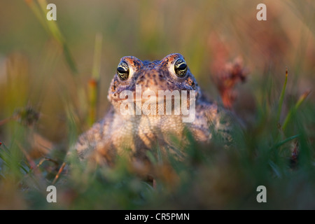 Natterjack Toad (Epidalea calamita syn. Bufo calamita), Texel, Paesi Bassi, Europa Foto Stock