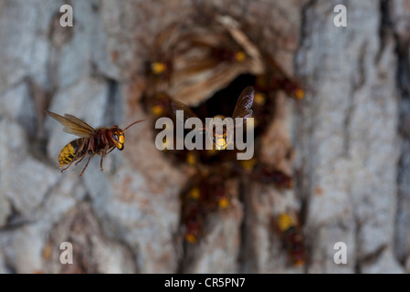 Unione hornet (Vespa crabro) in volo, di fronte al nido ingresso, foro albero, Turingia, Germania, Europa Foto Stock
