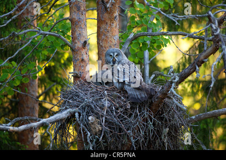 Grande grigio gufi, Lapponia civette (Strix nebulosa), maschio e femmina appollaiato su un nido, Finlandia, Europa Foto Stock