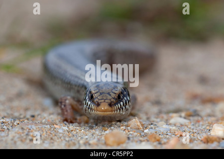 Ocellated skink (Chalcides ocellatus), Sardegna, Italia, Europa Foto Stock