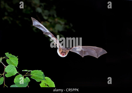 Maggiore mouse-eared bat (Myotis myotis) in volo, Turingia, Germania, Europa Foto Stock