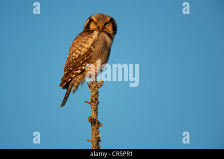 Northern hawk owl (surnia ulula) nella luce della sera, Finlandia, Europa Foto Stock